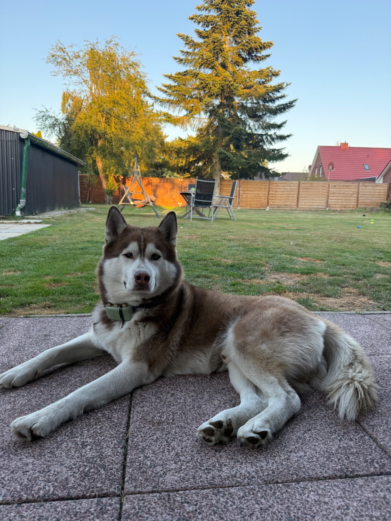 Husky liegt entspannt auf der Terrasse vor dem großen eingezäunten Garten