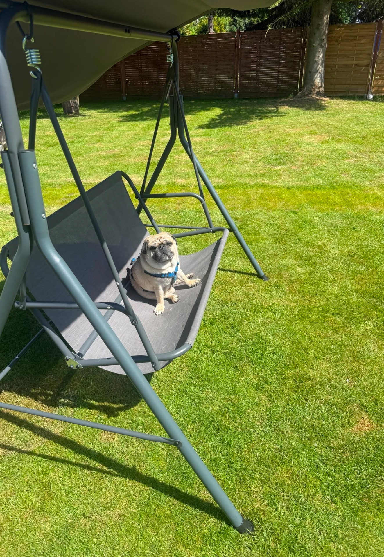 Mops liegt entspannt auf der Hollywoodschaukel im sonnigen Garten