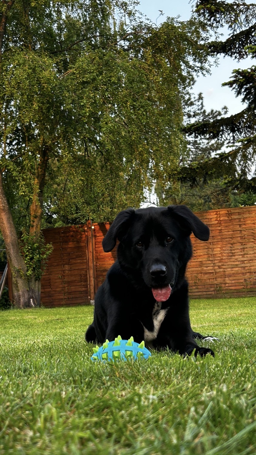 Schwarzer Hund liegt aufmerksam mit seinem Ball im Gras des Gartens