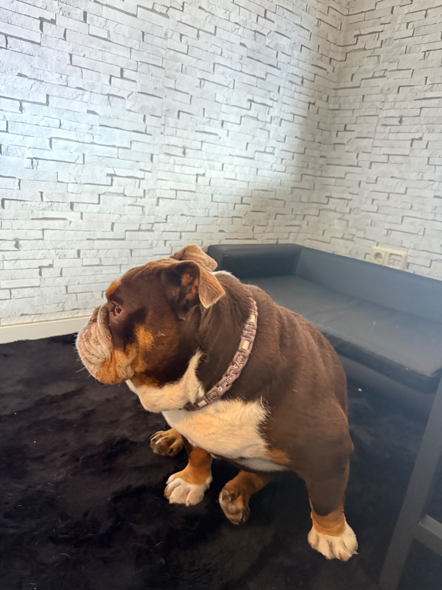 Englische Bulldogge steht aufmerksam im Ruheraum neben ihrem Hundebett