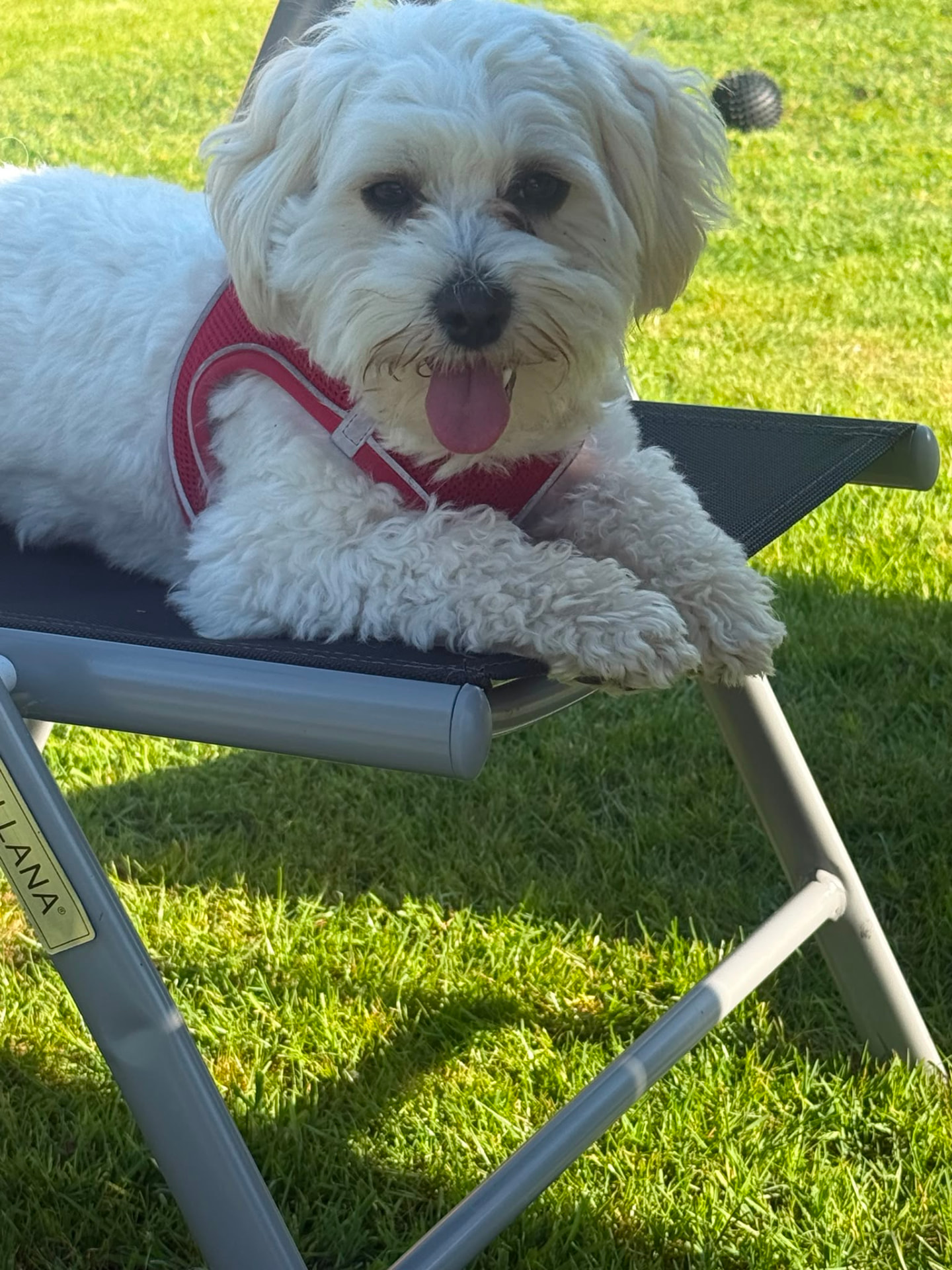 Weißer Hund liegt zufrieden auf einem Liegestuhl im Garten