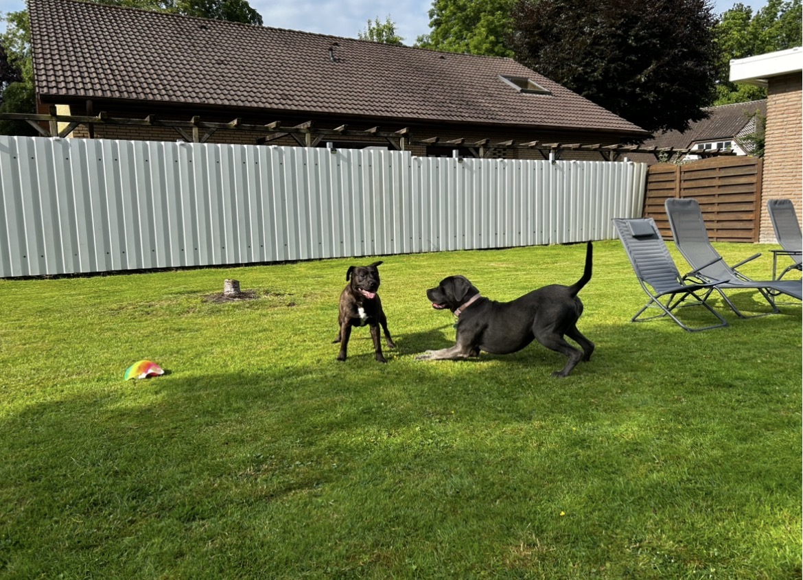 Zwei Hunde spielen ausgelassen miteinander im eingezäunten Garten