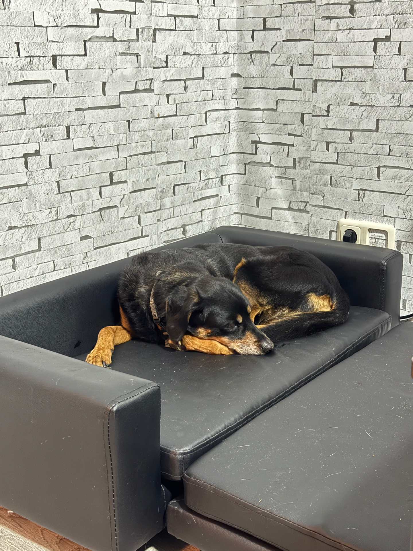 Hund schläft zusammengerollt auf dem großen Hundesofa im Haus
