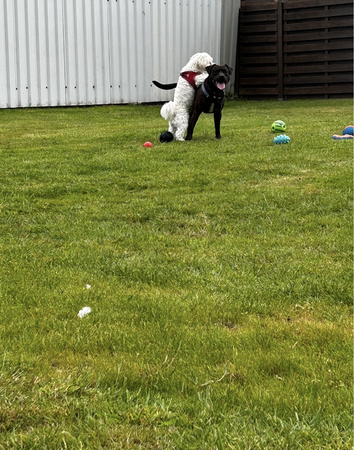 Kleiner weißer Hund und größerer Hund stehen freundschaftlich beieinander im Garten