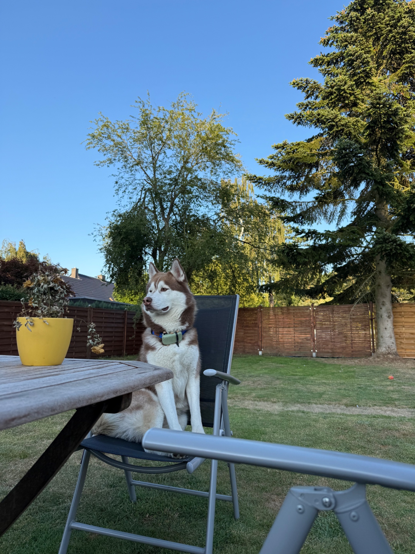 Husky sitzt auf einem Gartenstuhl und genießt die Abendsonne im Garten