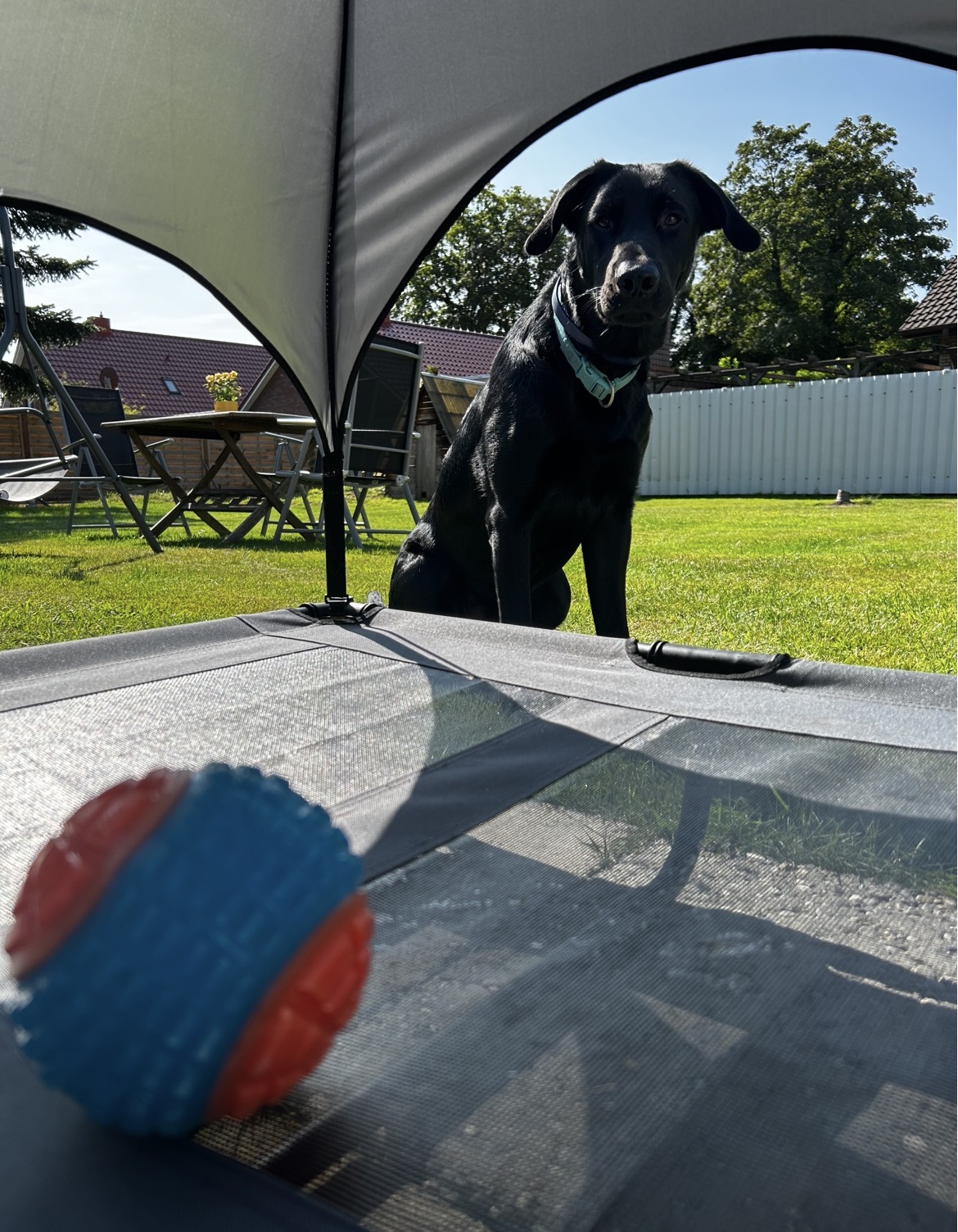 Schwarzer Labrador wartet im Garten aufmerksam auf seinen Ball