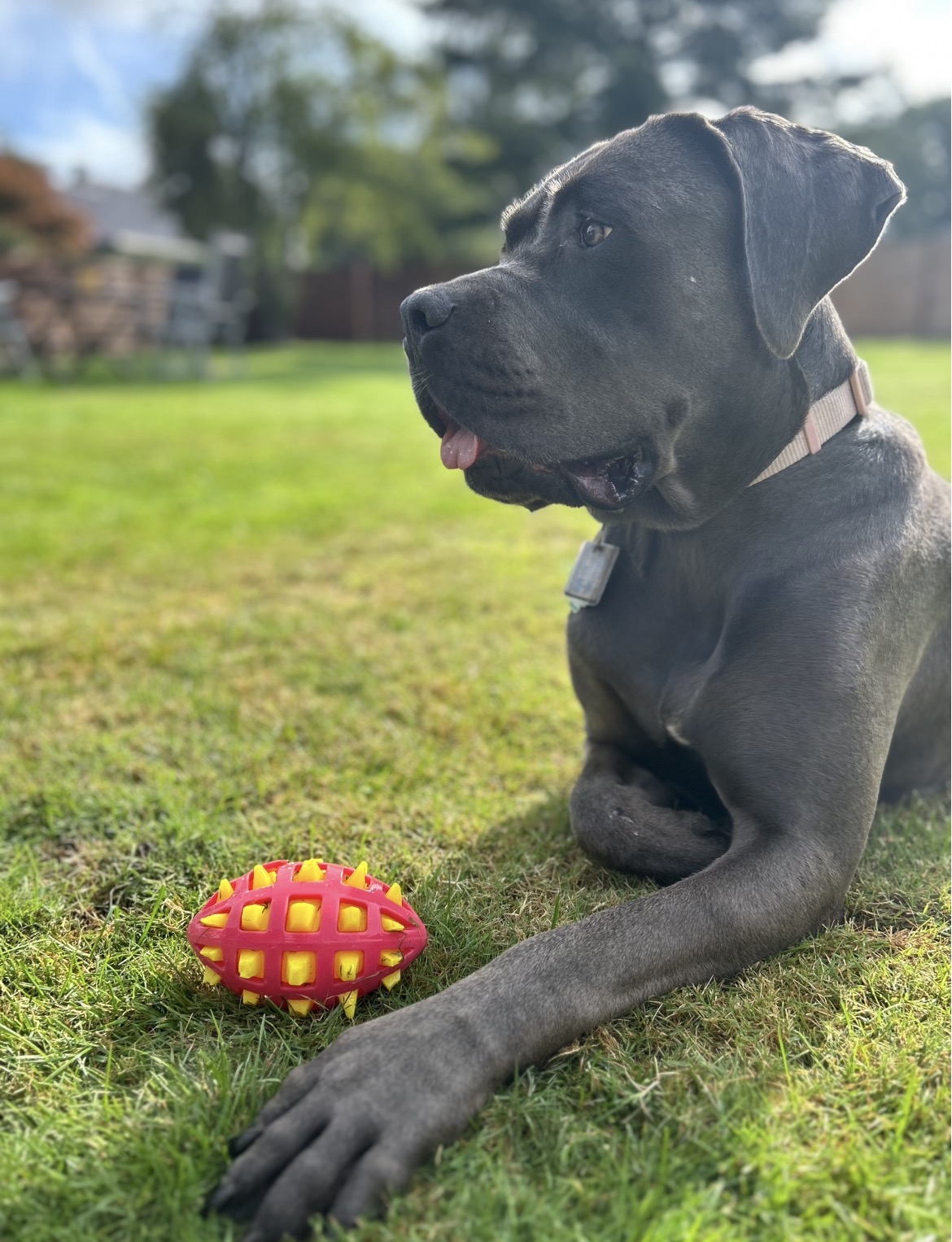 Grauer Cane Corso liegt konzentriert neben seinem Spielball in der Sonne