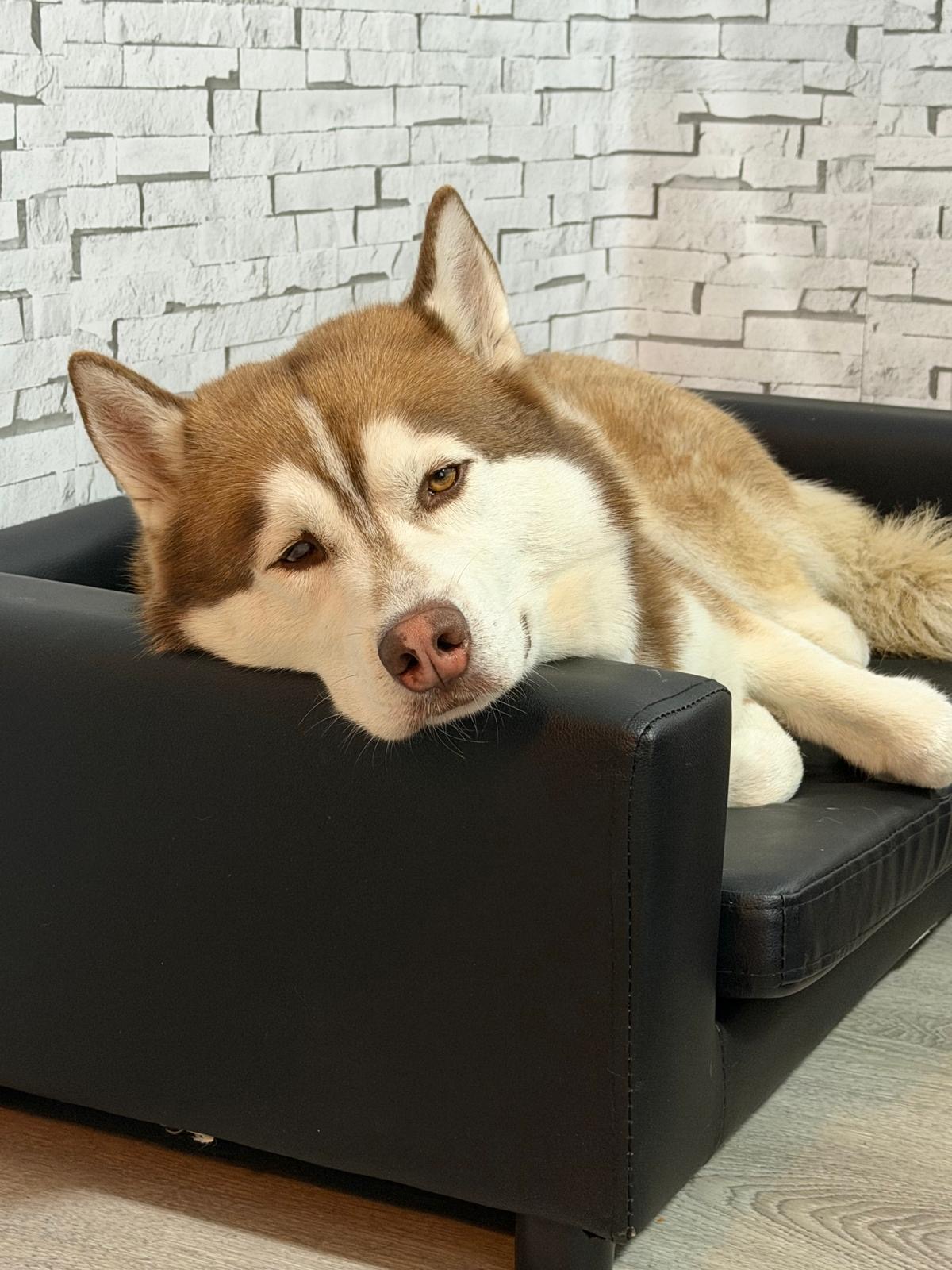 Husky liegt entspannt auf dem gemütlichen Hundesofa im Haus
