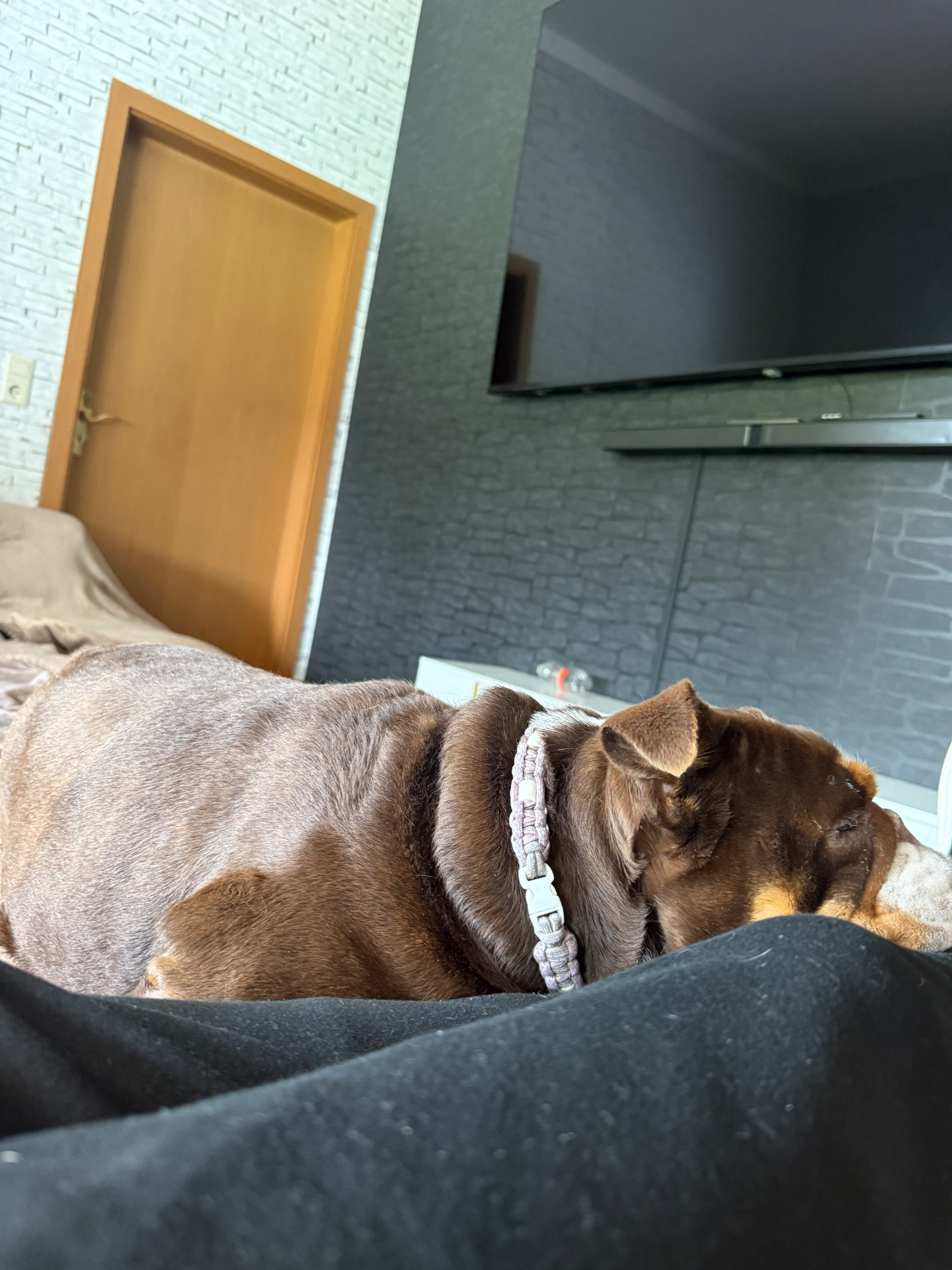 Bulldogge ruht entspannt auf einer weichen Decke im Wohnbereich